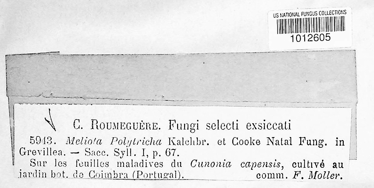 Meliola polytricha